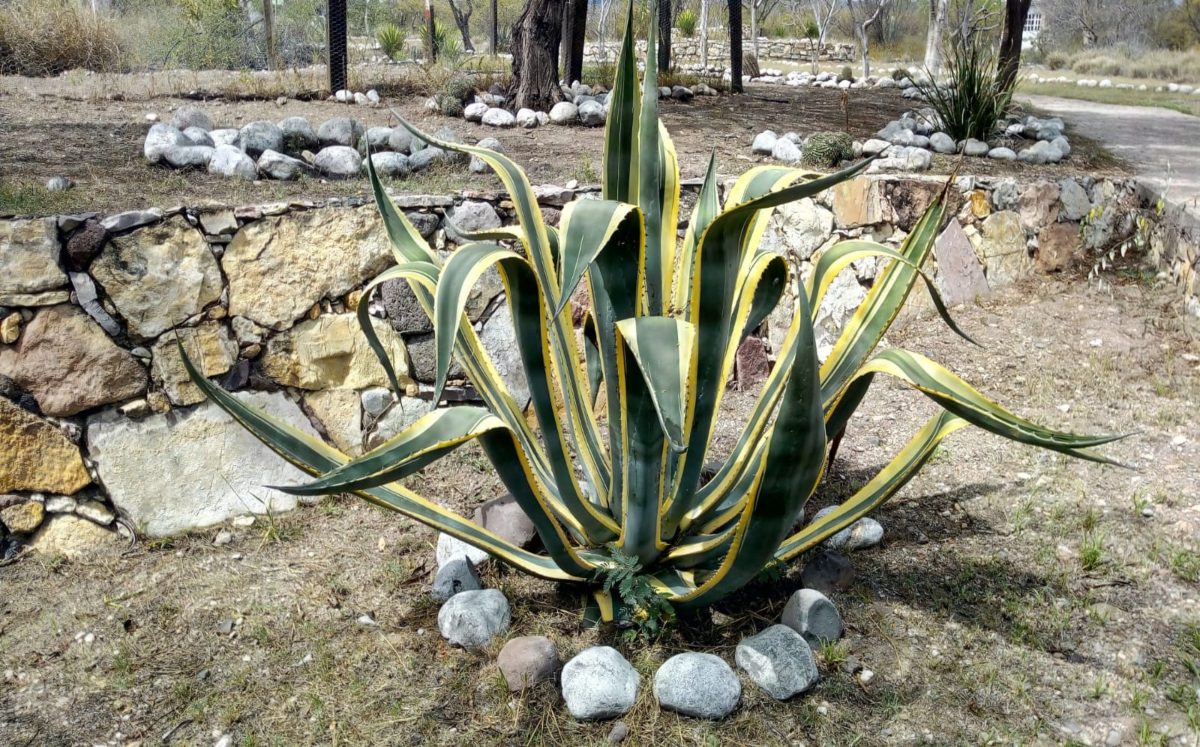 Revisan planes de protección al ambiente en la Reserva de la Biosfera Tehuacán-Cuicatlán | Especial
