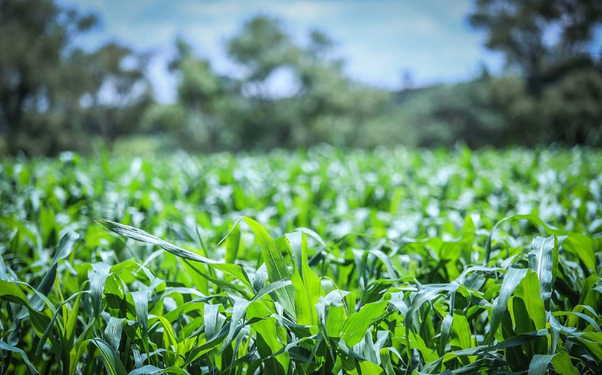 Agricultores en León reciben capacitaciones.-