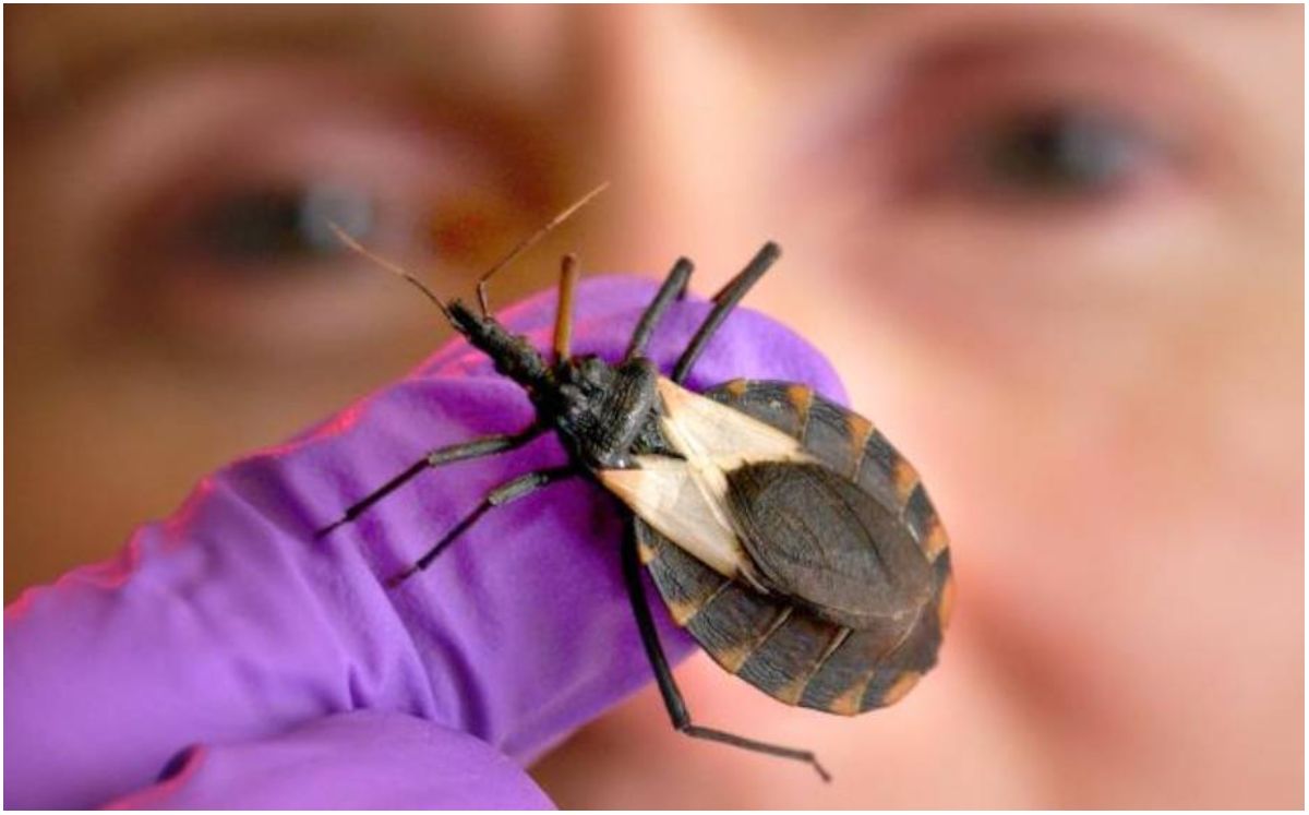 Enfermedad de Chagas