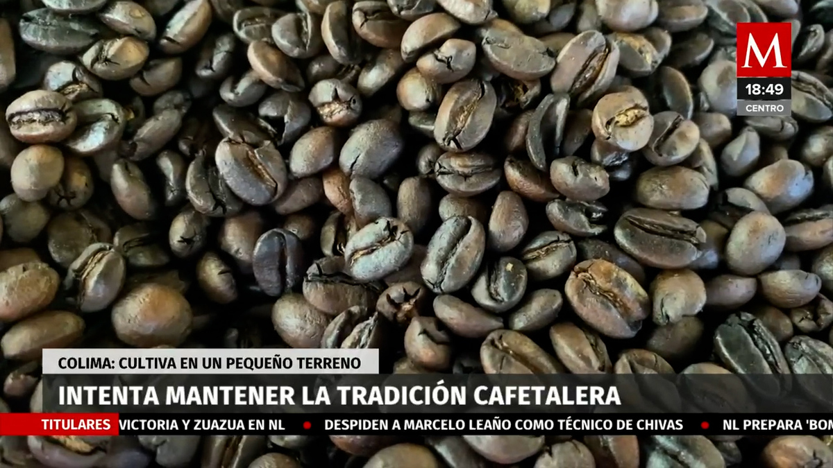 Lucha por mantener la tradición cafetalera en Colima