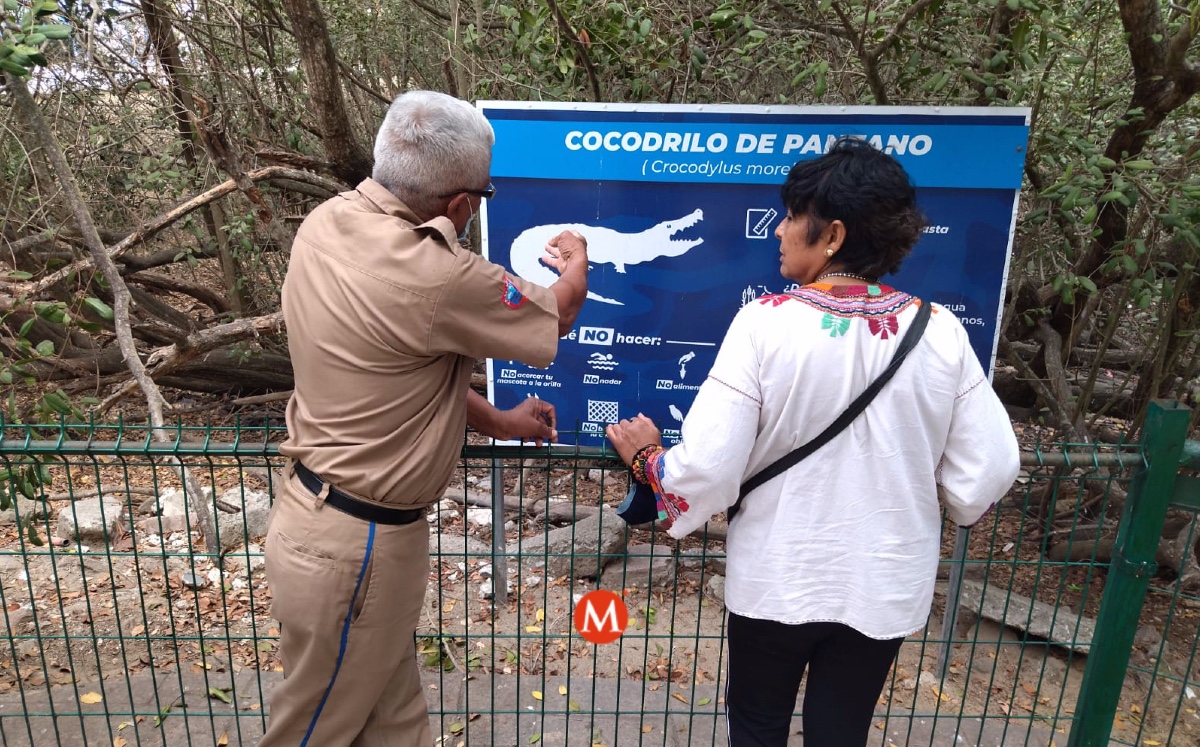 Ponen seguridad en mirador de cocodrilos para evitar ingreso a hábitat. (Jesús García)
