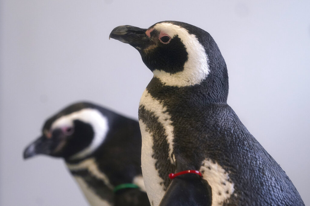 Los zoológicos han tenido que resguardara a sus aves debido al brote de gripe aviar en el país. (AP)
