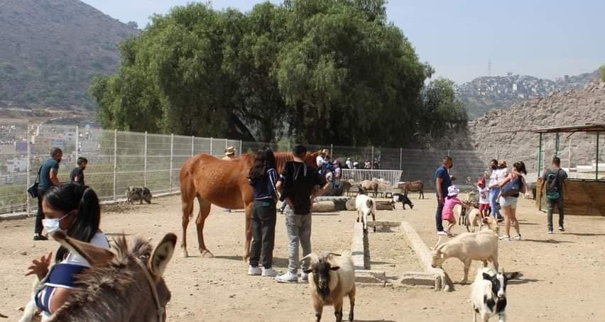 "Animales en Parque Ehécatl" | Juan Camacho