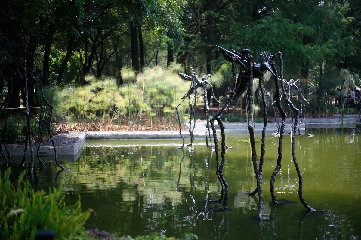 Se pueden ver en el Bosque de Chapultepec. (Foto: Araceli López)