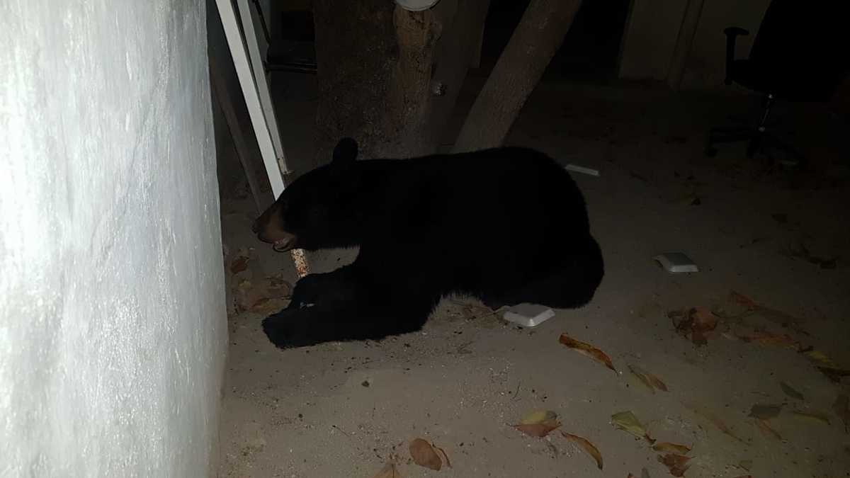 En sus redes sociales, la corporación publicó una foto del singular animal.