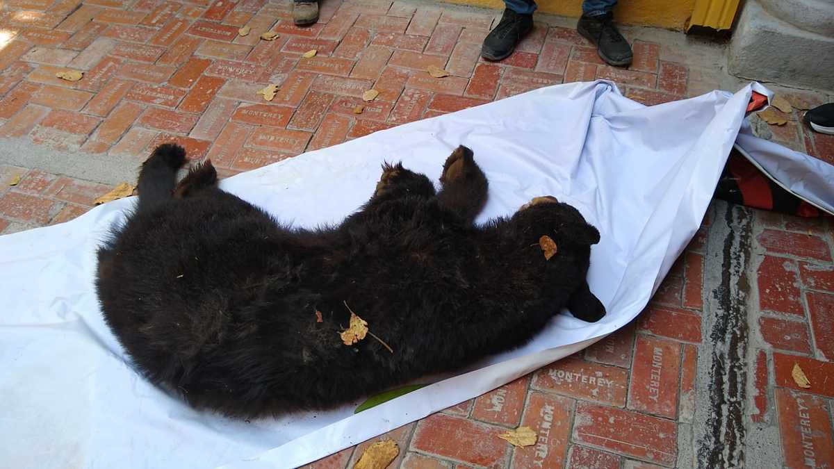 Se solicitó el apoyo de la Dirección de Parques y Vida Silvestre de Nuevo León  para su captura y posterior reubicación. Foto: Especial