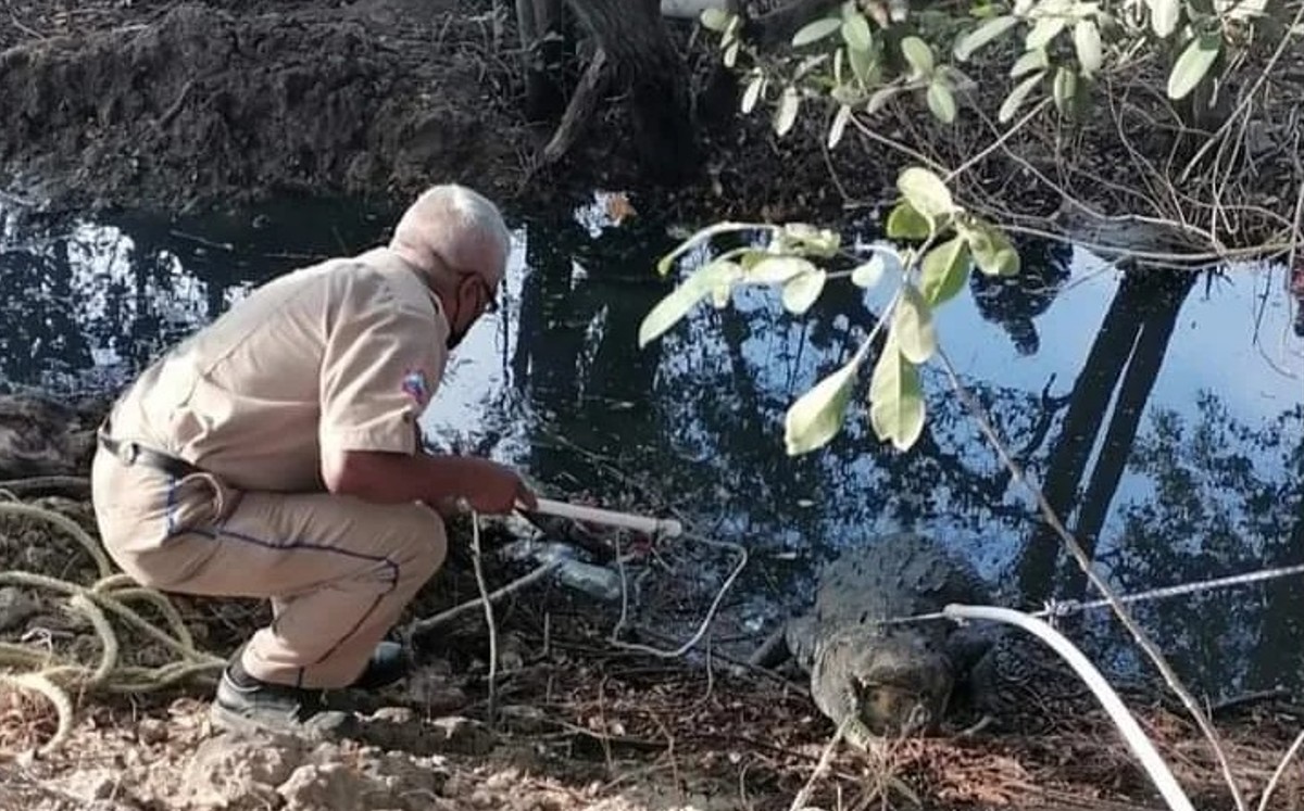 Capturan a otro cocodrilo cerca de la Feria en Tampico