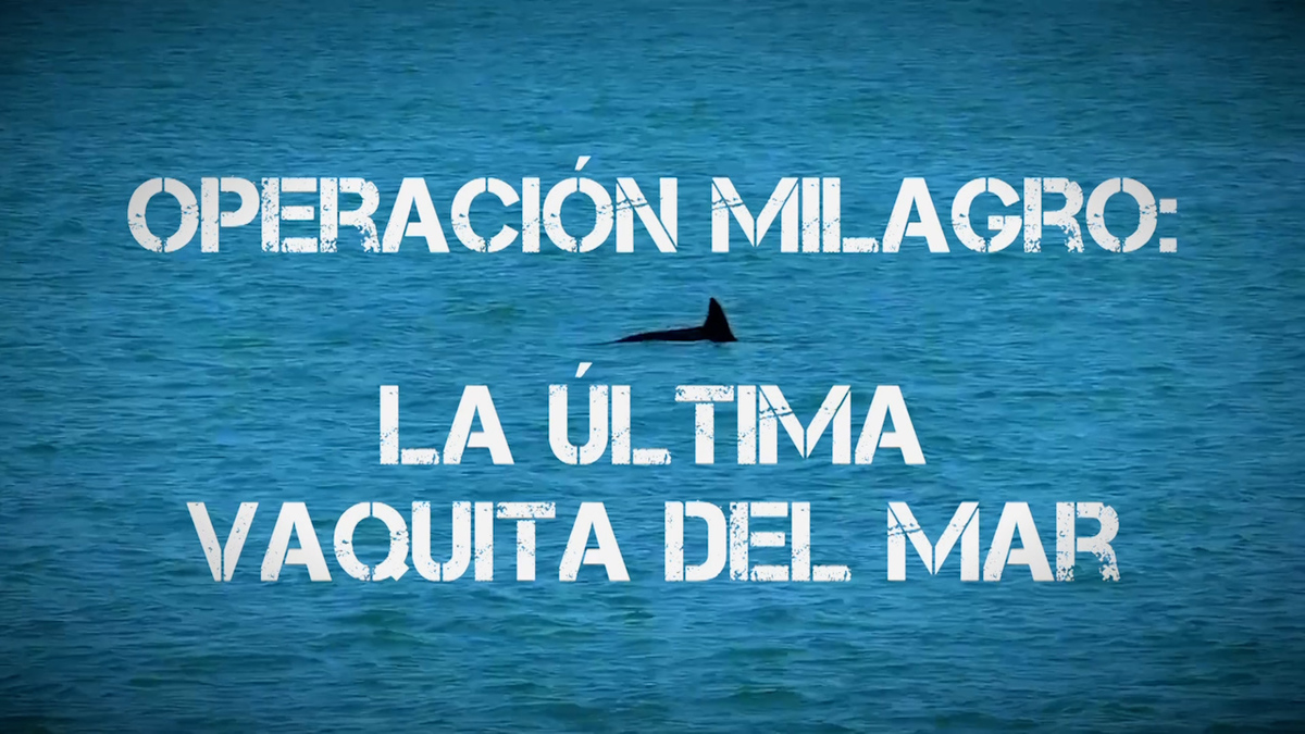 Operación milagro: la última vaquita del mar