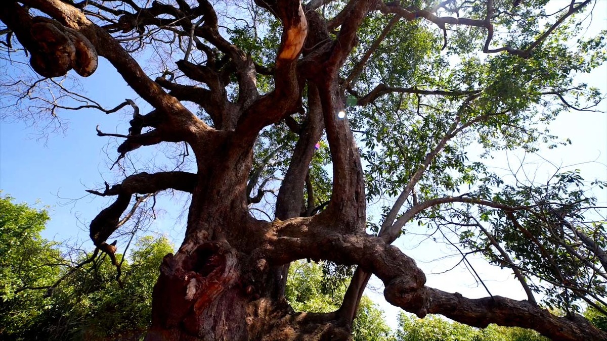 Aguacate silvestre en Michoacán | Conexión Milenio