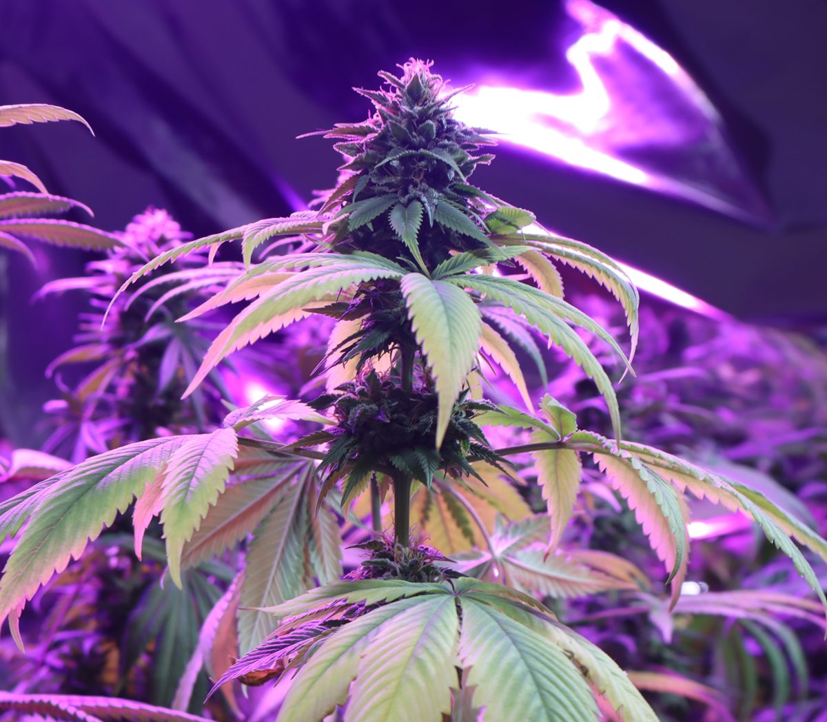 Plantas de mariguana. (Ariel Ojeda)