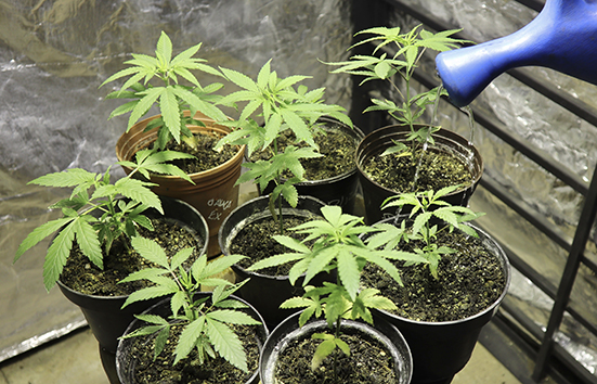 Plantas de marihuana. (Ariel Ojeda)