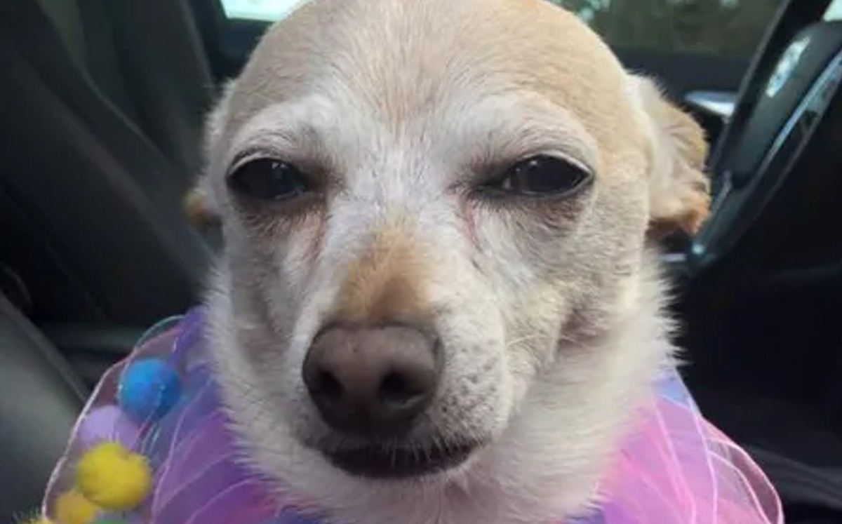 Tobykeith, la perrita más longeva del mundo. / Especial