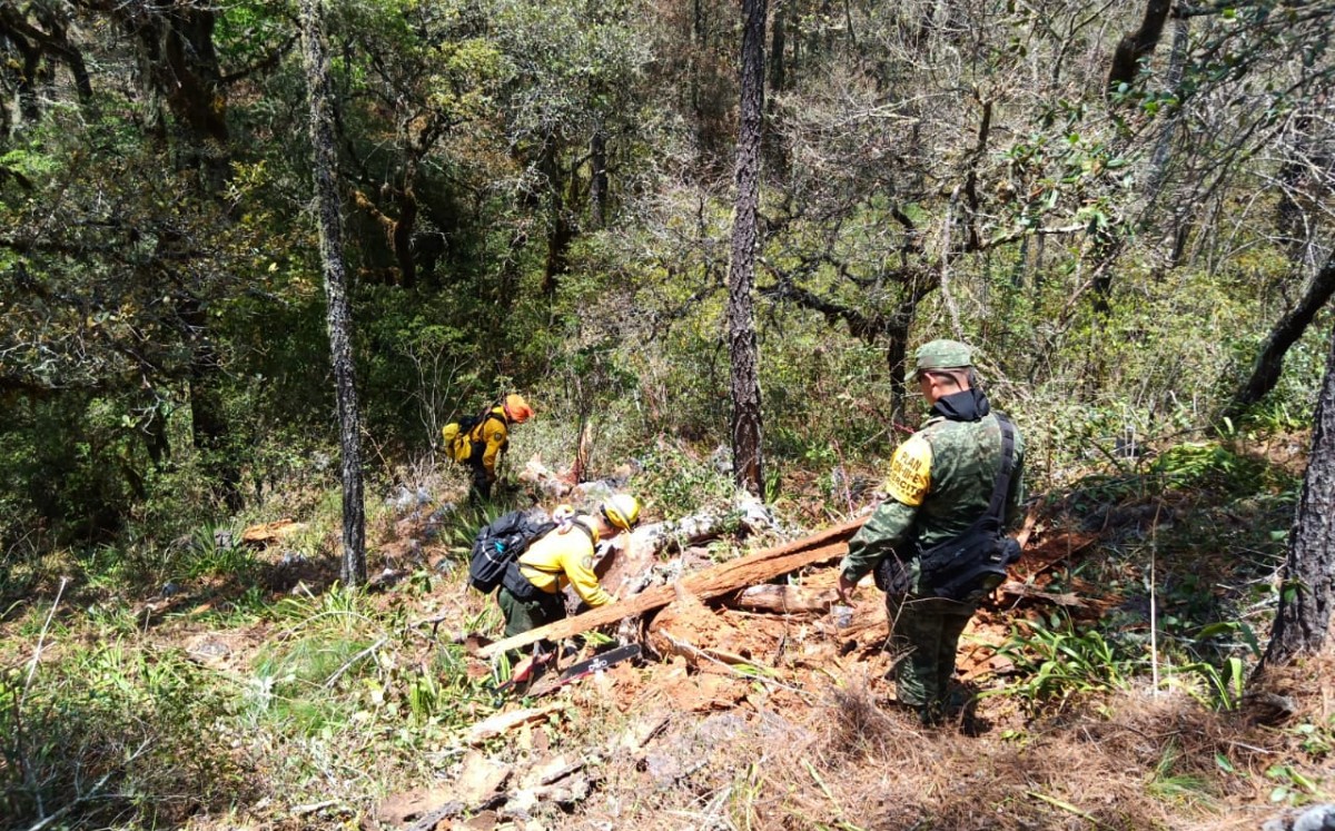 Controlado en su totalidad el incendio en la biósfera. (Conafor)