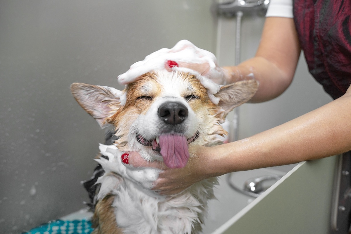 Los perros son las mascotas que más se intoxican por mariguana. | Shutterstock