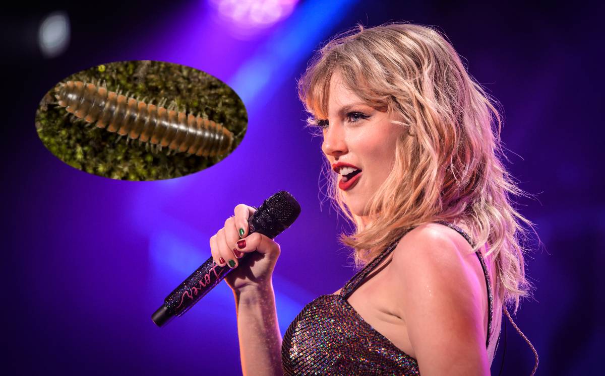 Nombran ciempiés en honor a Taylor Swift (Especial).
