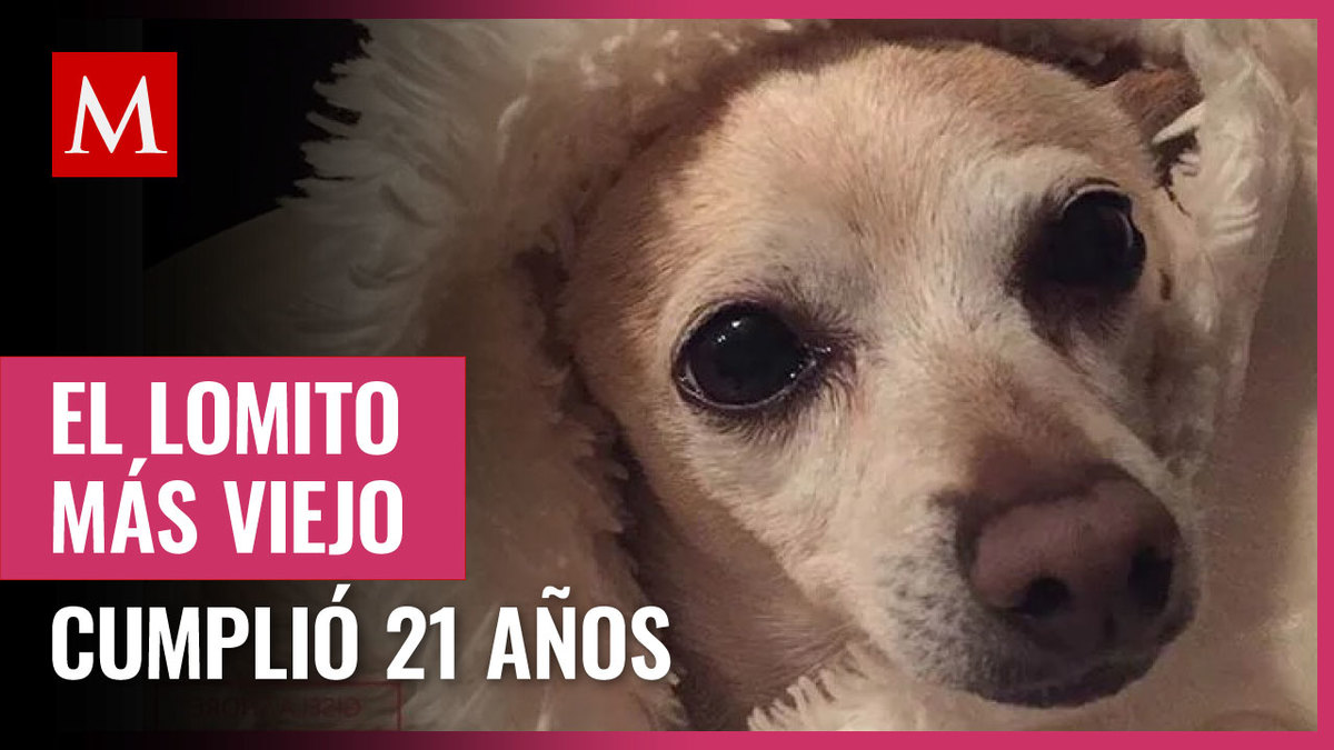 Récord Guinness: Tobykeith, el perro más viejo del mundo