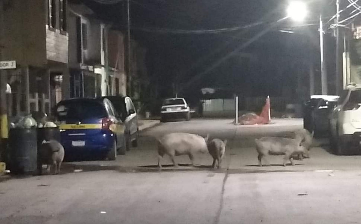 Sin sanciones granjas clandestinas en Altamira por falta de reglamento