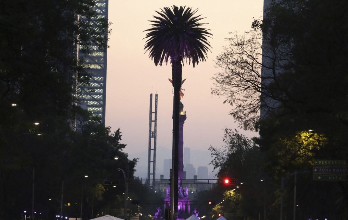 Sheinbaum informó que la palmera será retirada el domingo por la noche. | Cuartoscuro