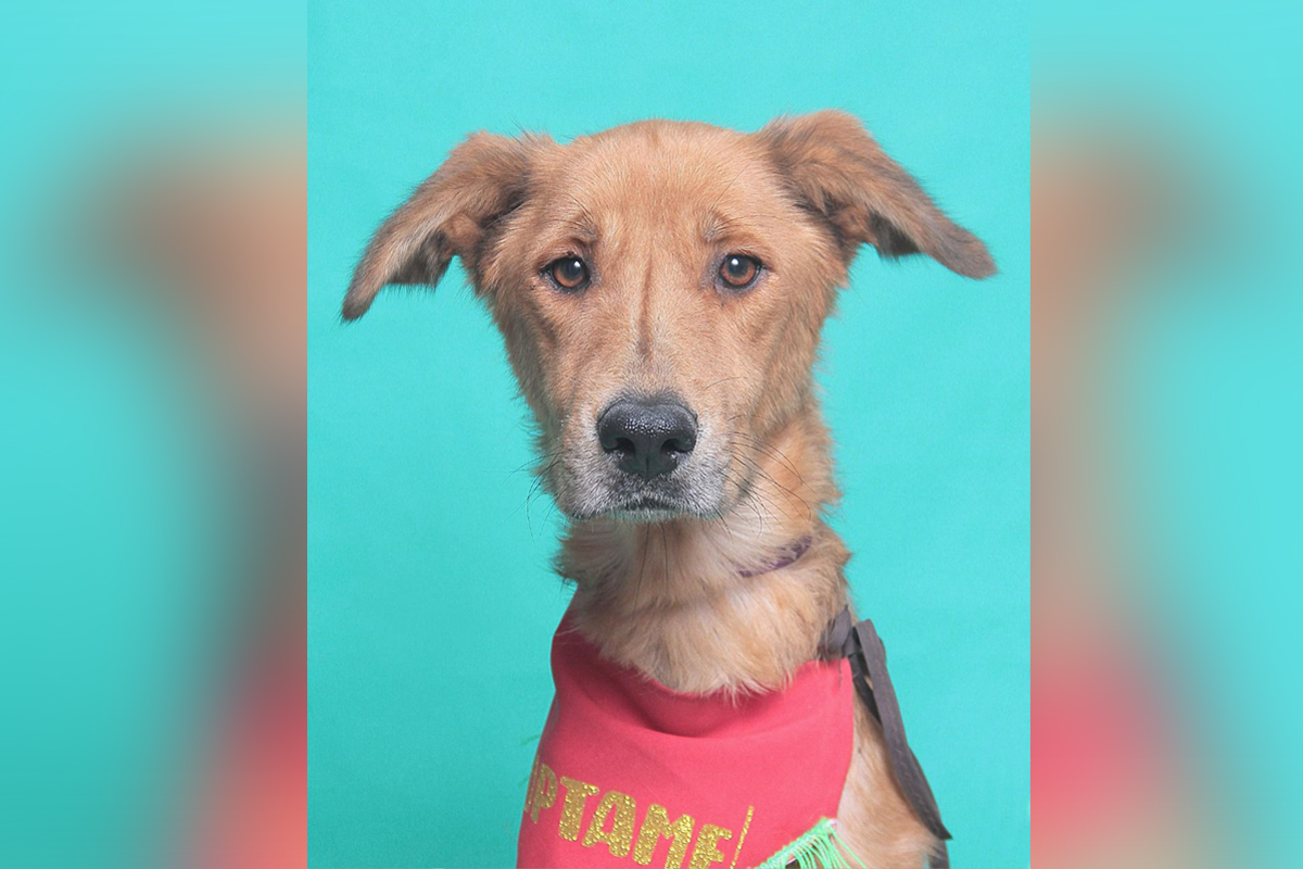 Adoptar una mascota es darle una segunda oportunidad. (cortesía)