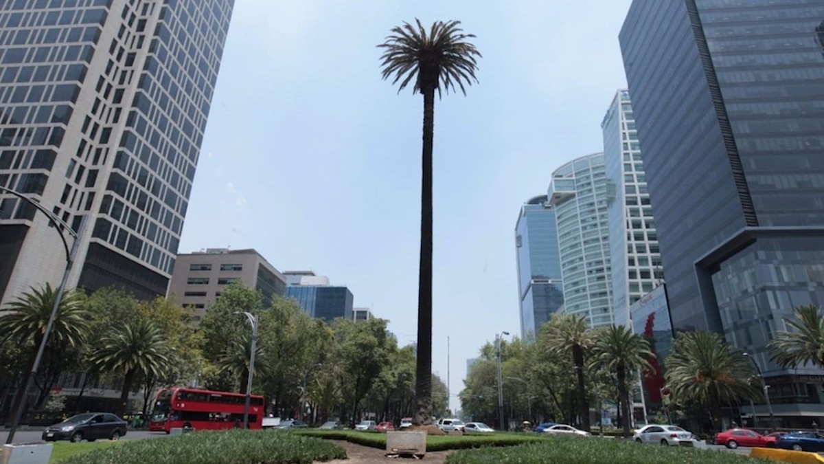 CdMx retirará el domingo palmera de glorieta en Reforma por presencia de hongos
