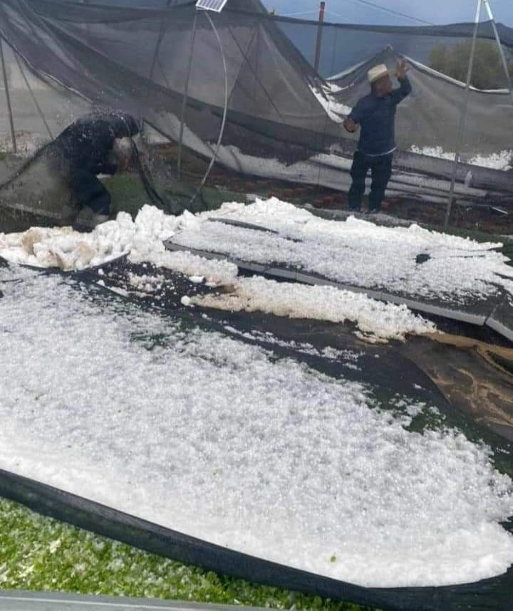 Granizadas en Puebla dejan daños en 500 hectáreas | Especial