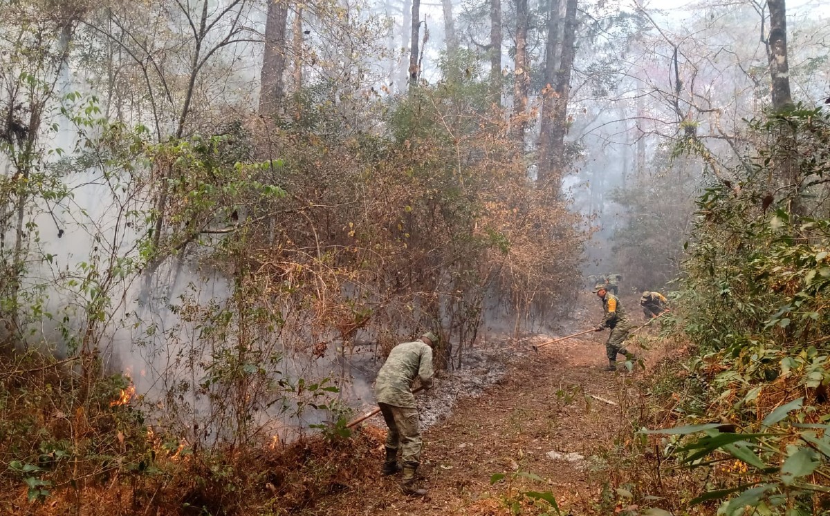 Incendio forestal en Tamaulipas. (Cortesía)
