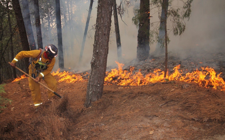 En lo que va del año, incendios forestales han afectado hectáreas