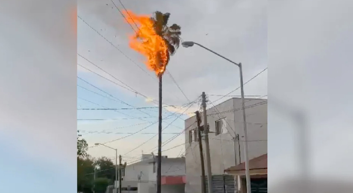 Se incendia palma en San Nicolás tras caída de rayo. Foto: Especial