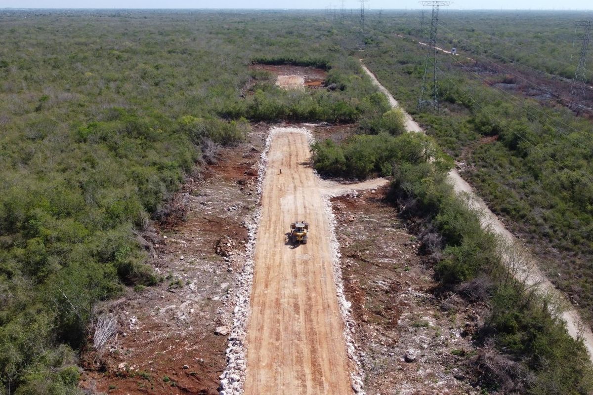 Sin estudios ambientales para Tren Maya, selva desaparecerá en 15 años: ANCJ | Cuartoscuro