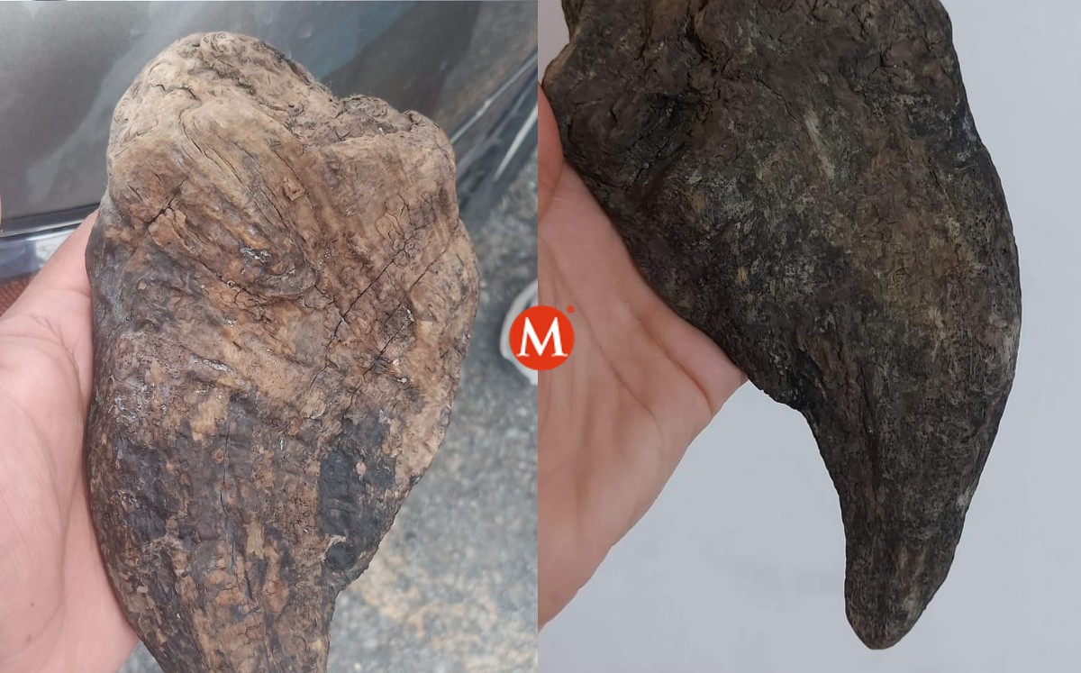 Podría tratarse de un colmillo o garra