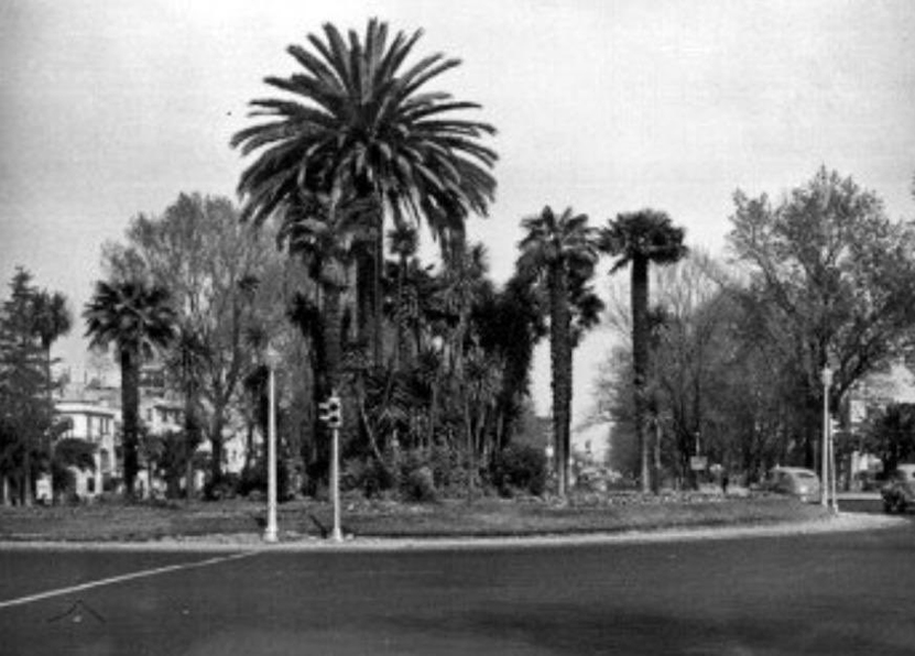 El primer registro que se tiene de esta palma data de aproximadamente el año 1920 | Fototeca INAH. 1946, atribuida a Casasola.