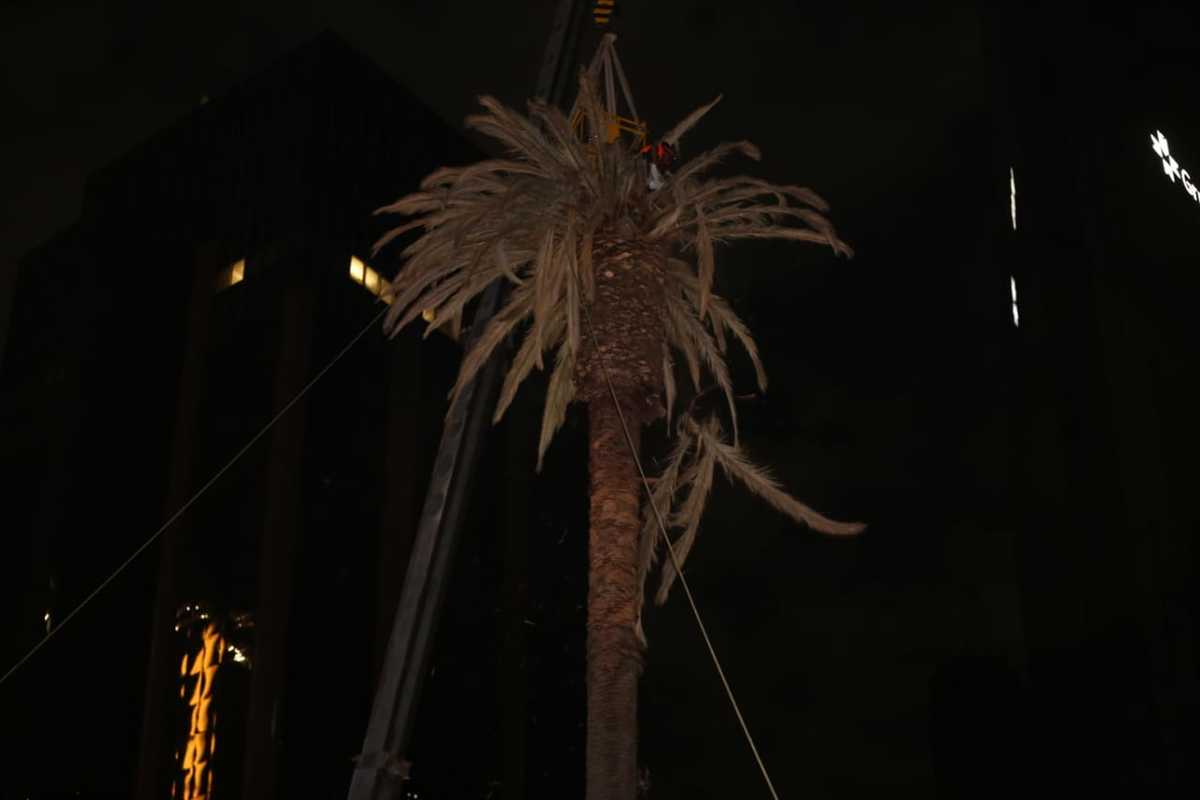 Retiran palmera de Glorieta de la Palma en Paseo de la Reforma. (Javier Ríos)