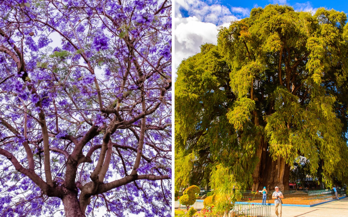 La consulta permite votar entre ocho especies de árboles para sustituir a La Palma en Reforma. | Freepick y Shutterstock