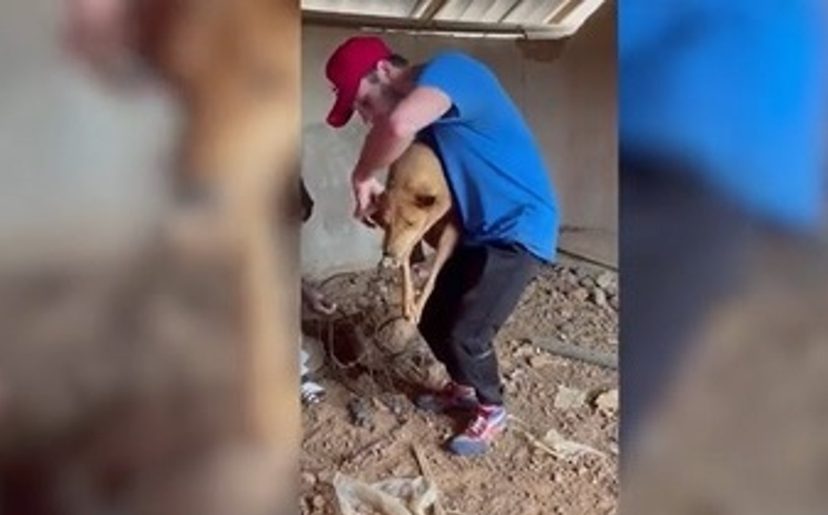 El hombre se dedica a rescatar perros y darles un hogar (DPA).