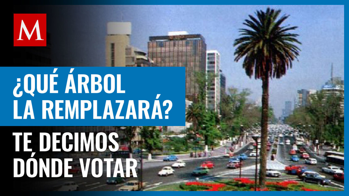 Palma de Reforma: Así puedes elegir el nuevo árbol de la glorieta