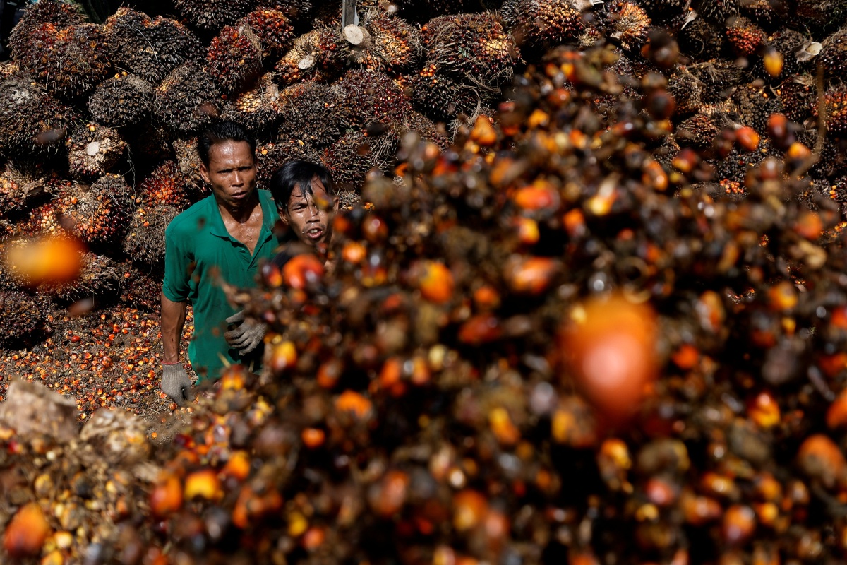 El aceite de palma es muy socorrido por la industria alimentaria, pero es de las más contaminantes y poco nutritivas. (Reuters)