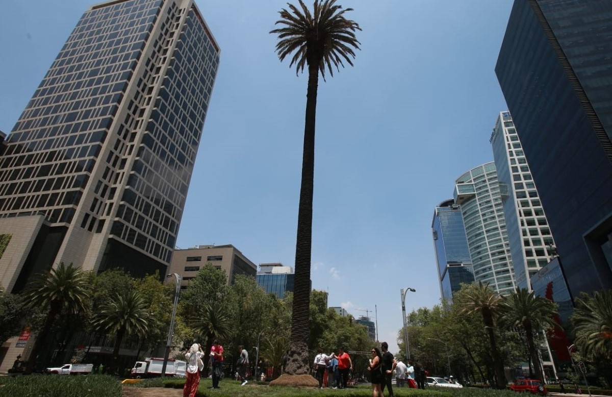 El gobierno de CdMx propone siete tipos de árboles para sustituir a La Palma. | Juan Carlos Bautista