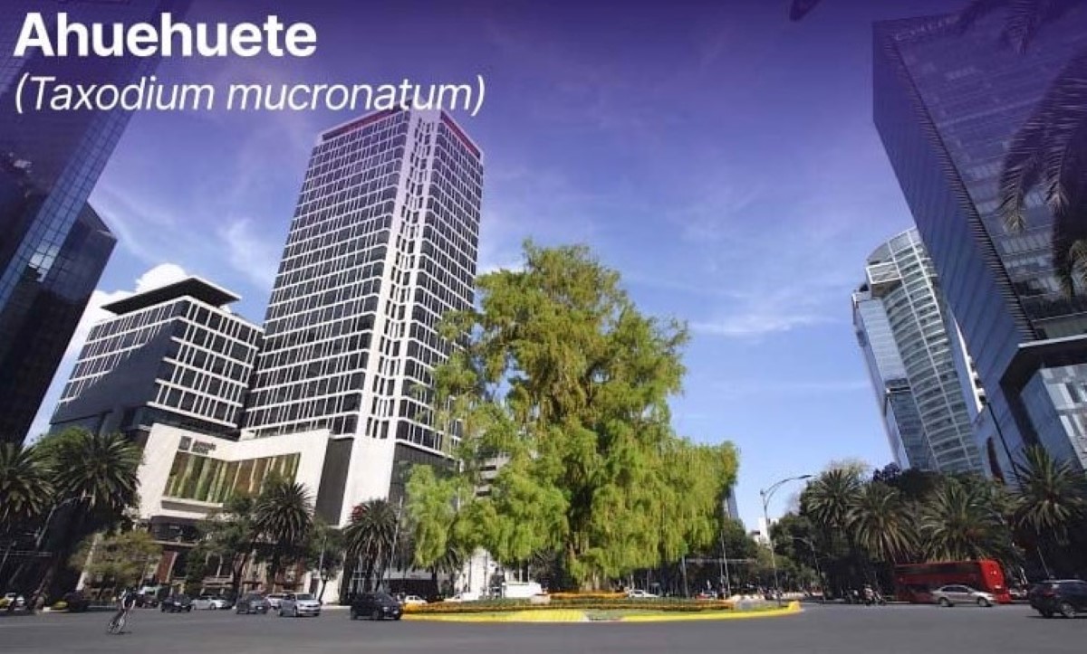 Modelo de ahuehuete en glorieta de Reforma en CdMx. | Especial