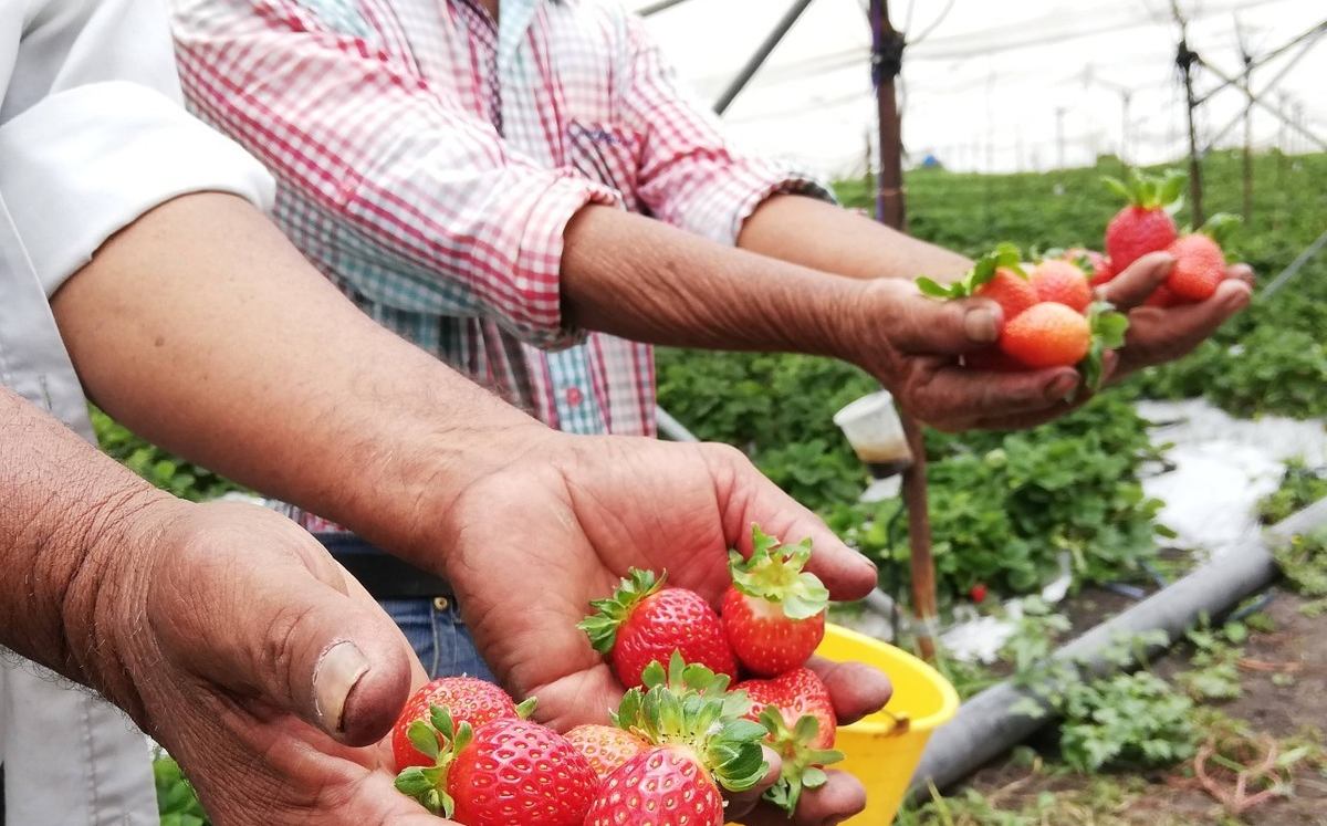 En riesgo cultivos de fresa en Irapuato