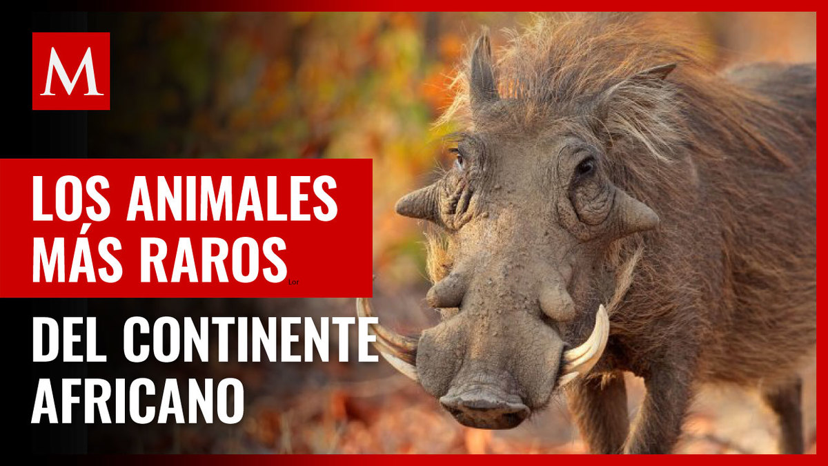 Conoce el top 5 de animales más fascinantes de África