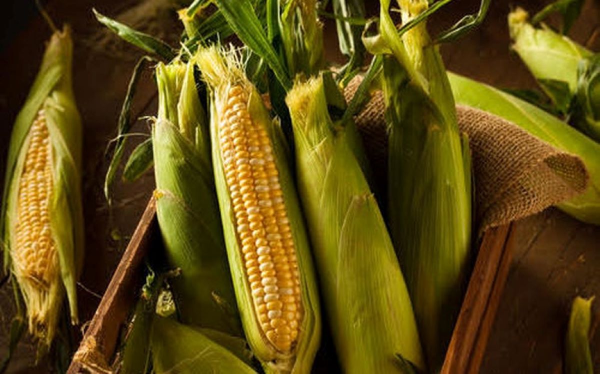 Convenio Inifap-Gruma favorece a los agricultores tlaxcaltecas. Especial