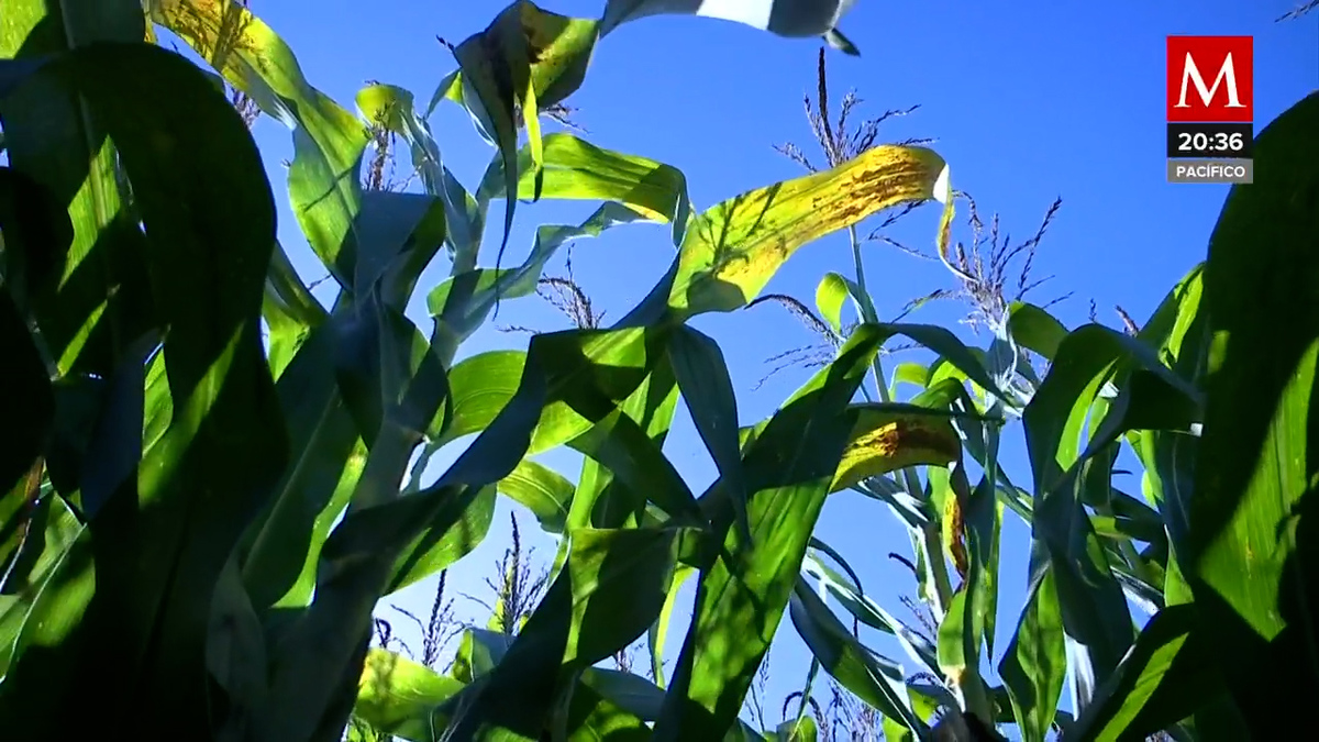 En Sinaloa se localiza la planta de transformación de semilas Bayer