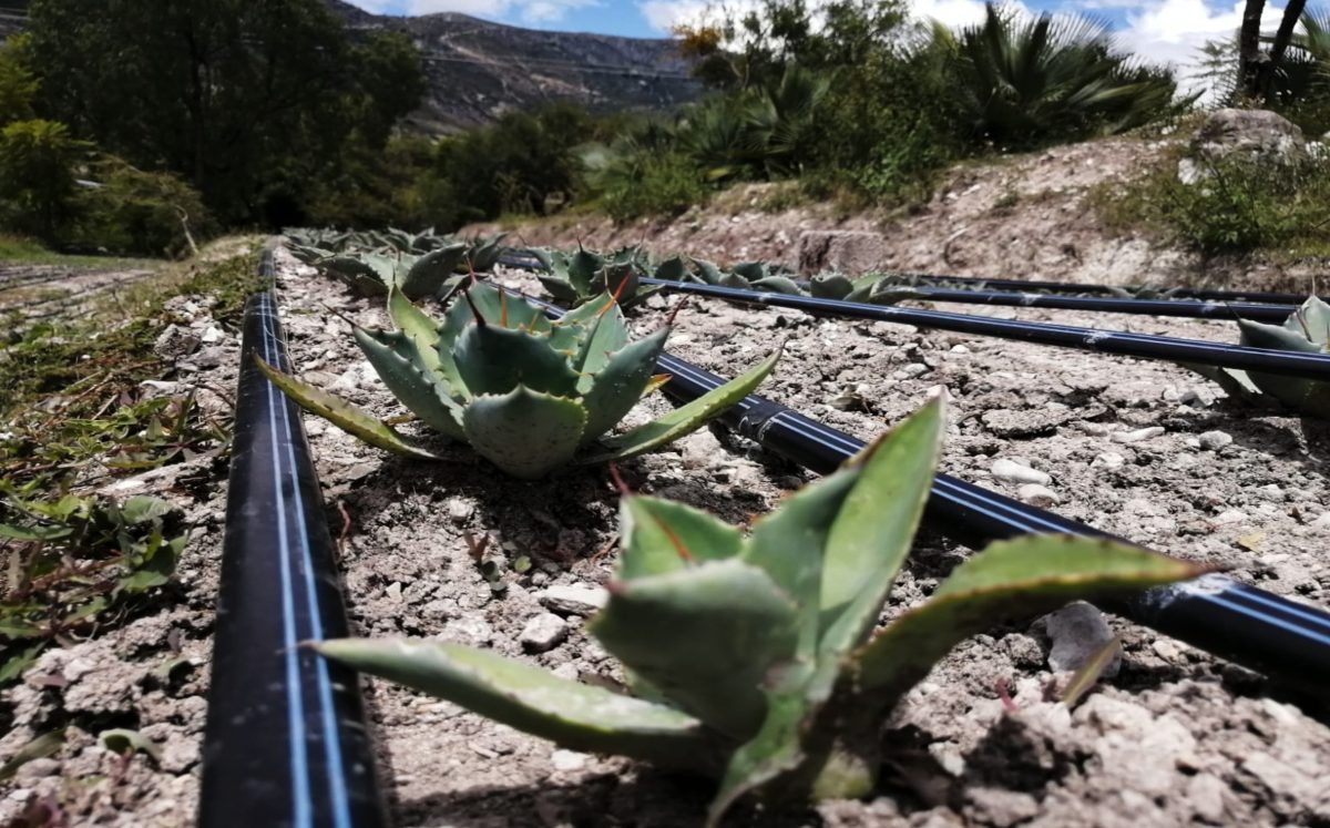 Agave | Especial