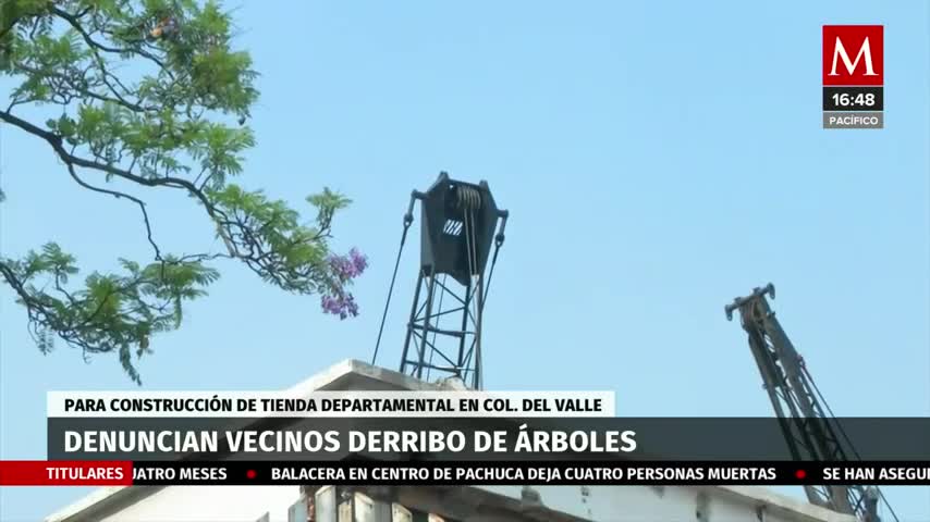 En CdMx, denuncian el derribo de árboles de jacaranda