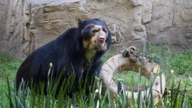 El oso andino también es conocido como oso de anteojos u oso de antifaz.