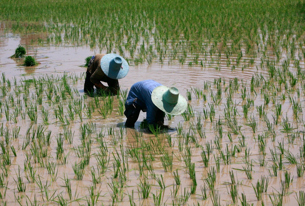 Campos del cultivo de arroz en Asia. (Reuters)