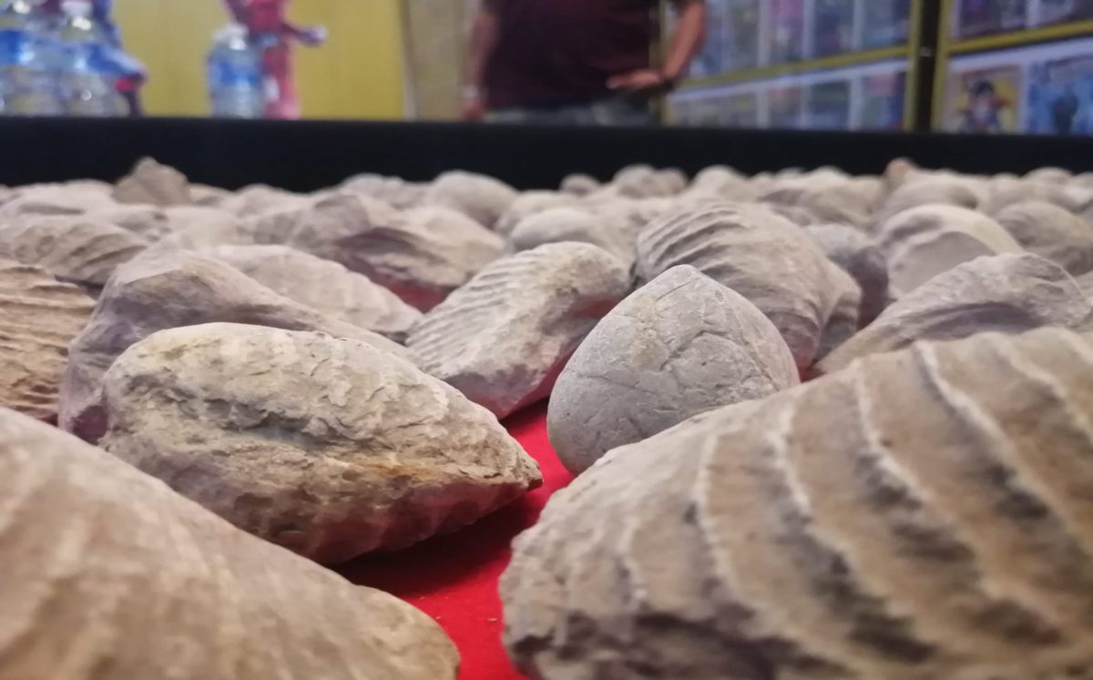 Donan 500 piezas al museo regional  de Altepexi | Especial