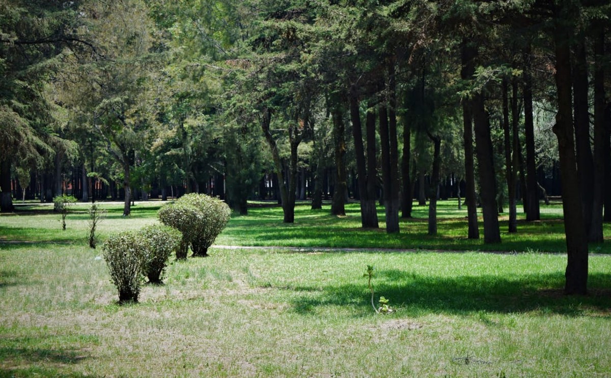 "Cada día es más notable la falta de mantenimiento y cuidado a la flora" | Aranxa Alabarrán