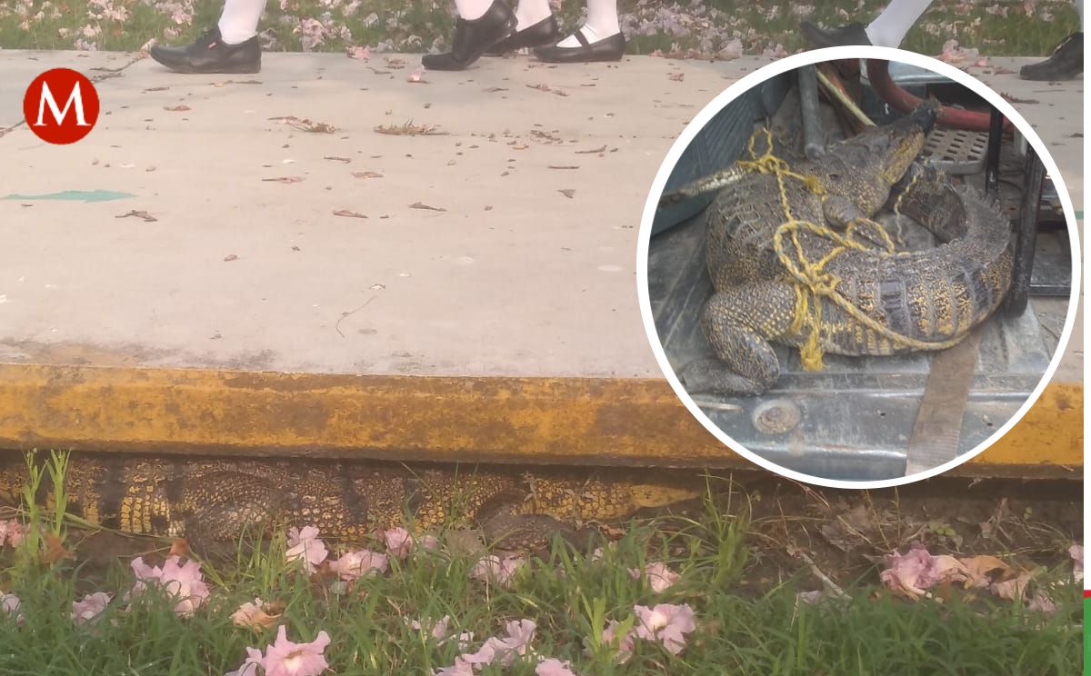Capturan a cocodrilo en escuela de Altamira