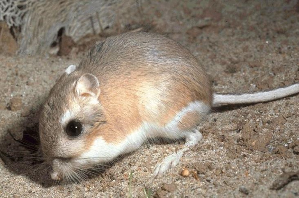 Rata canguro. (cortesía)